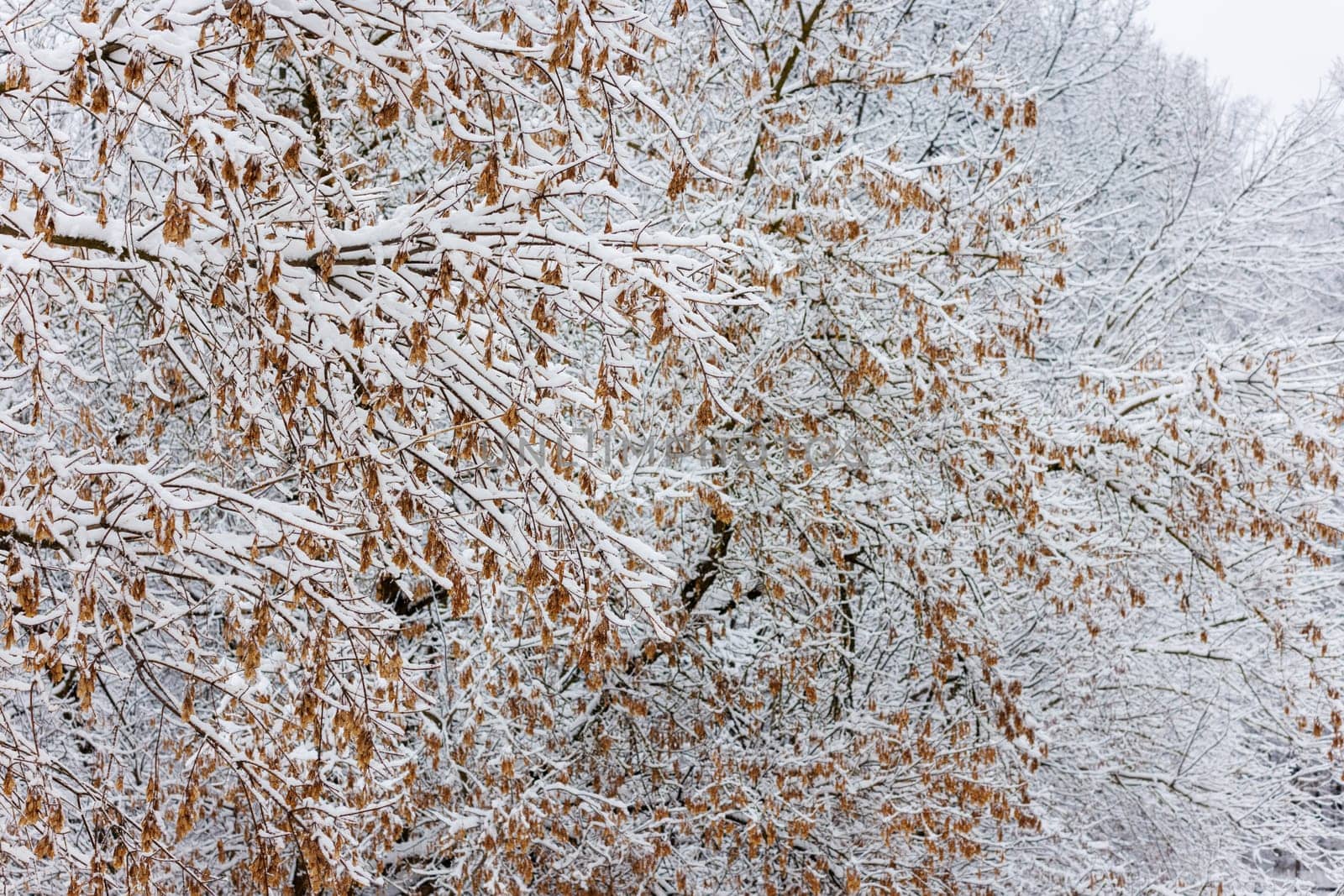 Maple tree is covered in a thick layer of icy snow, creating a beautiful winter background. The frost glistens on the twigs and branches, turning the plant into a frozen masterpiece.