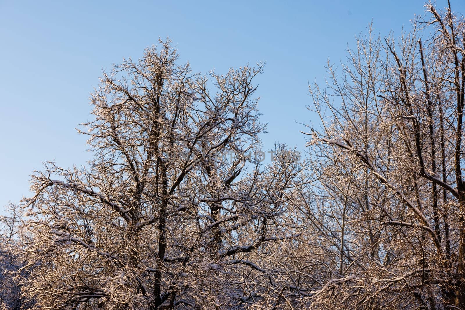 Snowy trees against blue sky in at sunset by z1b