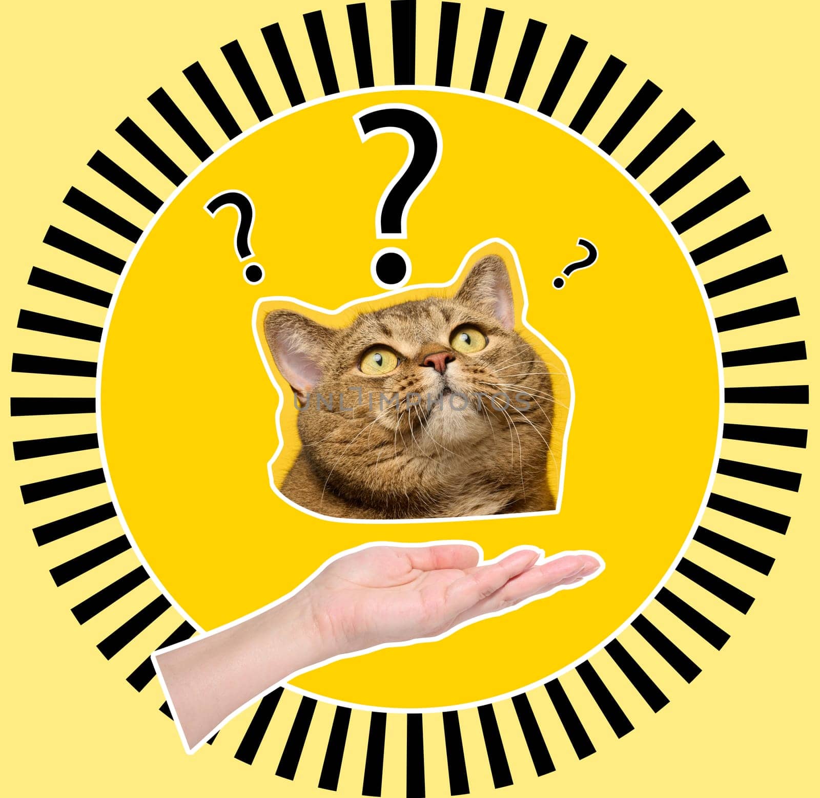 The cat's face looks up, question marks on a yellow background. Collage  by ndanko