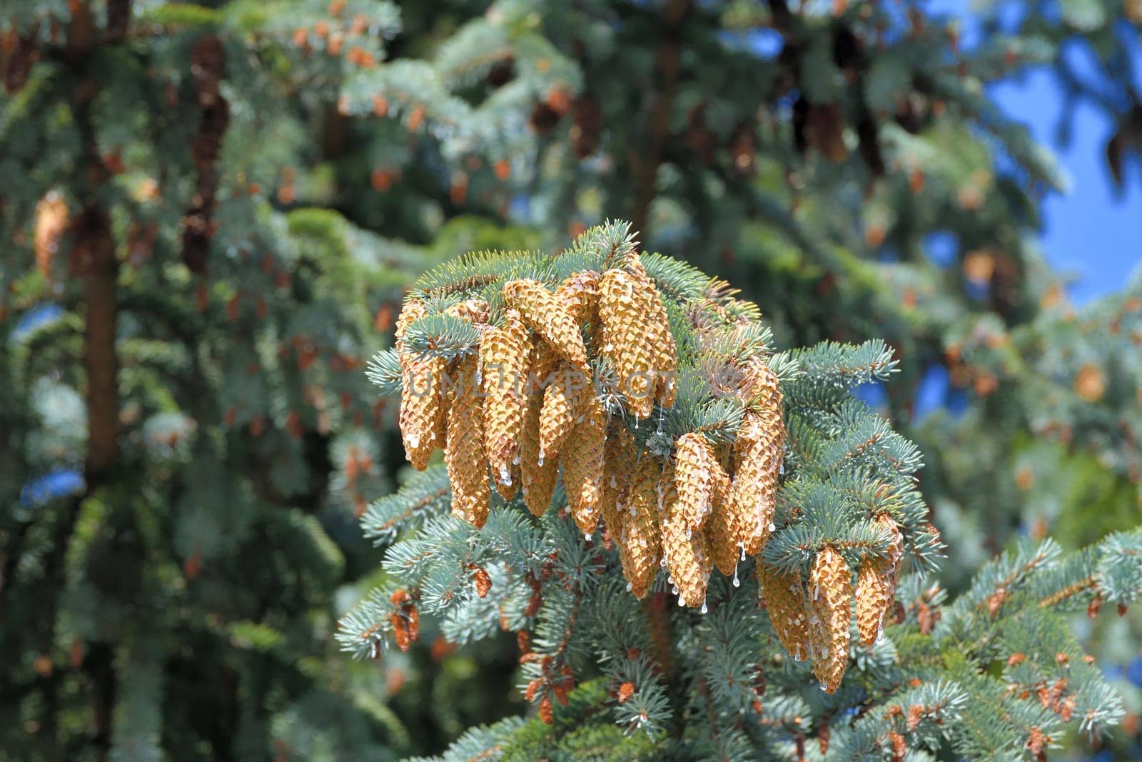 Blue spruce branch with large cones in a large quantities