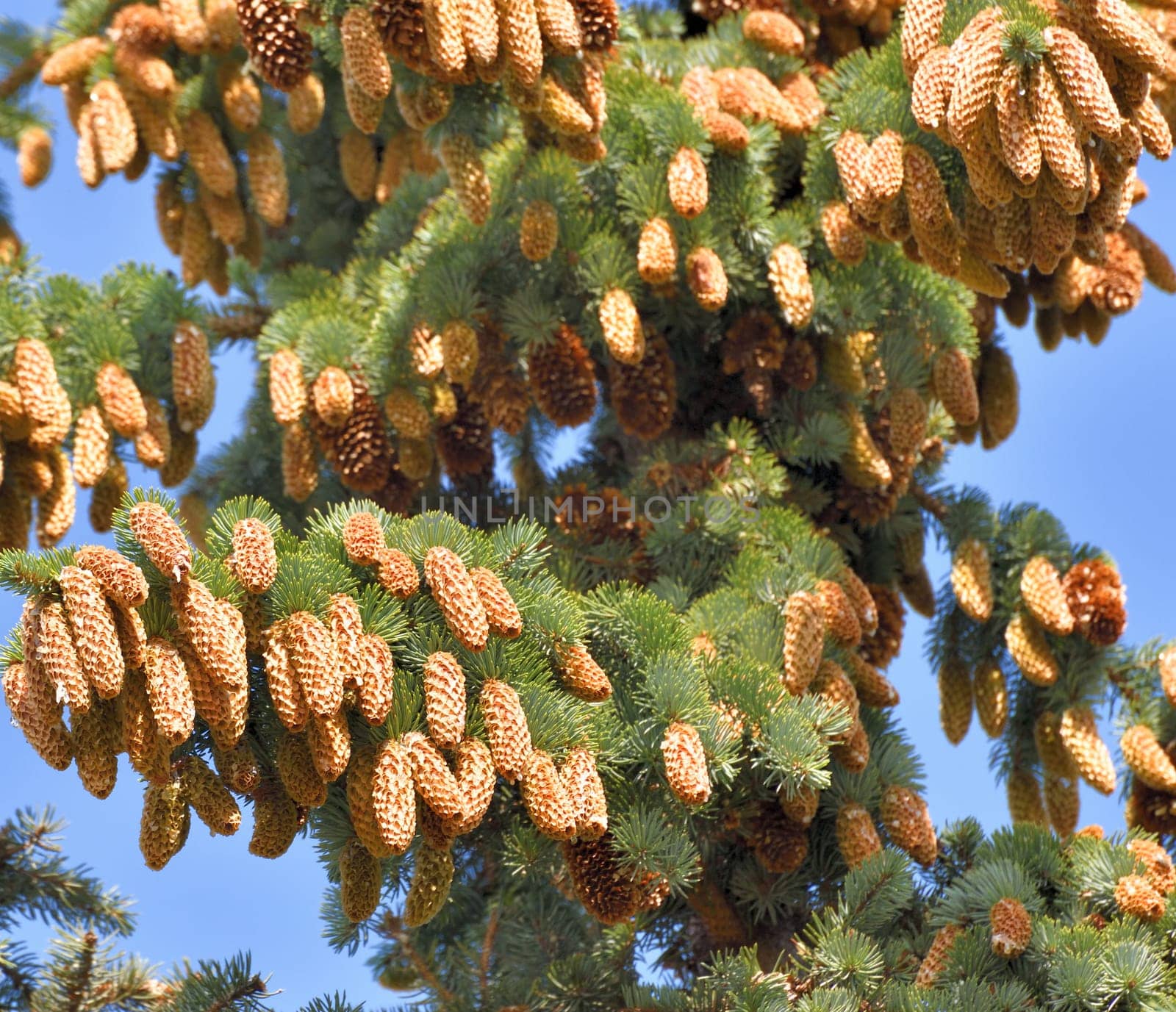 spruce branch with large cones in large quantities by olgavolodina