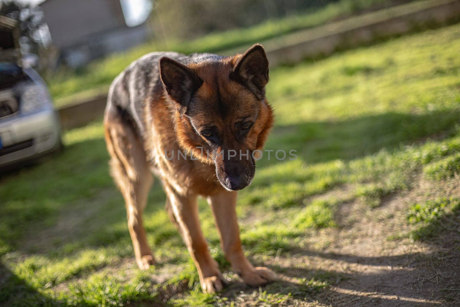 A majestic German Shepherd dog stands tall in the lush green grass, gazing out into the distance with a regal presence.