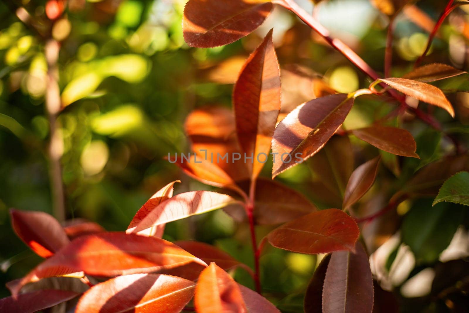 A detailed close-up of a vibrant plant with intense red leaves, displaying intricate patterns and textures under sunlight.