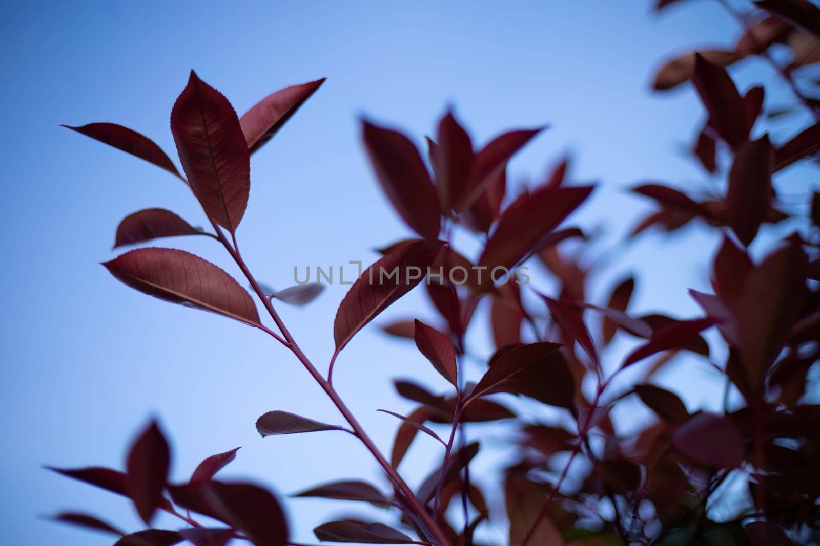 Scarlet Whispers in the Forest by pippocarlot