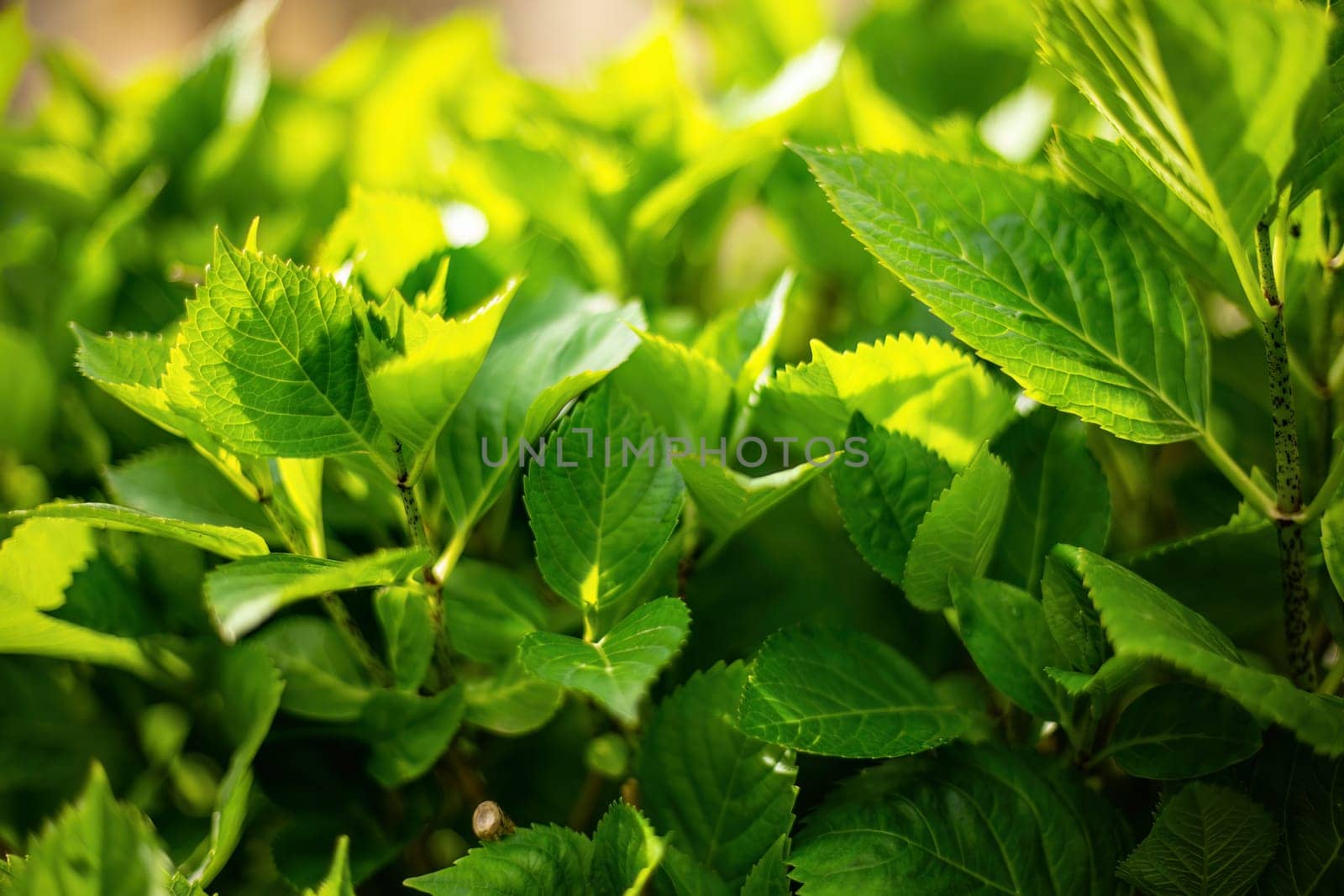 A sunlit close-up of vibrant green leaves, capturing the essence of plant life and growth.