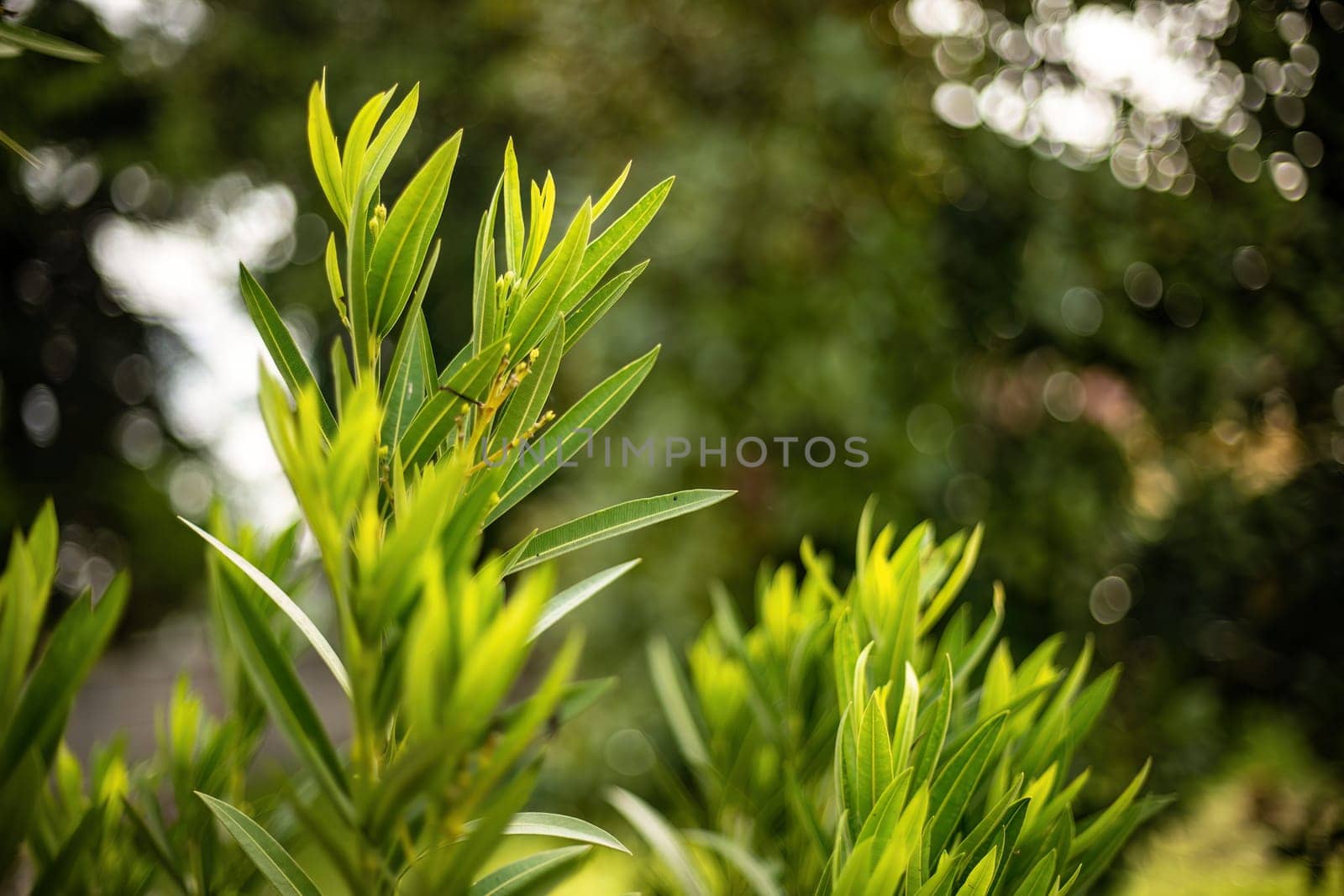 Oleander Leaves Close-Up Detail by pippocarlot