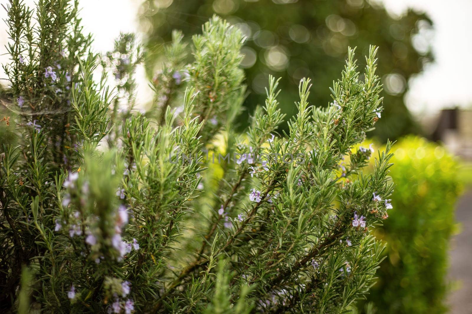 Macro shot of a rosemary plant, highlighting the detailed textures of its aromatic leaves.