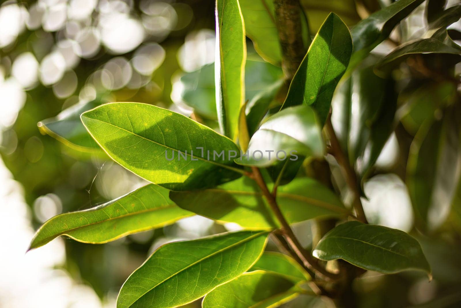 A closeup of a lush green leafy tree, with intricate details of the leaves glistening in the sunlight.