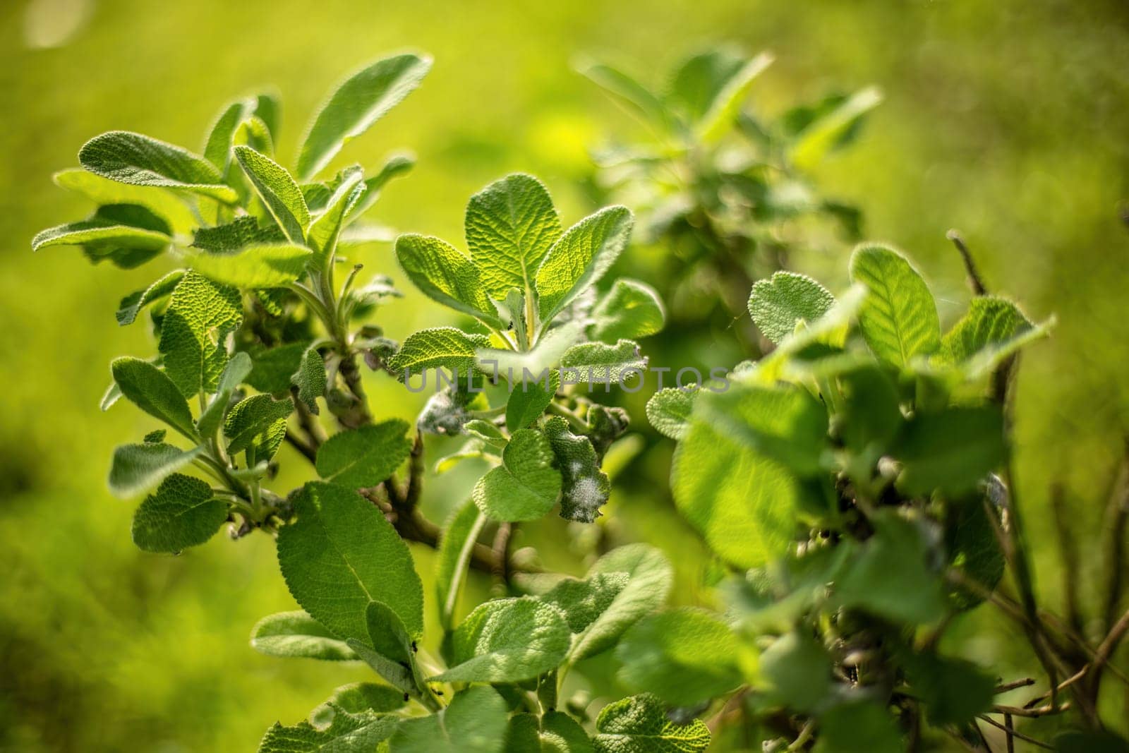 Close-up view of sage leaves, emphasizing the textured details and herbal freshness.