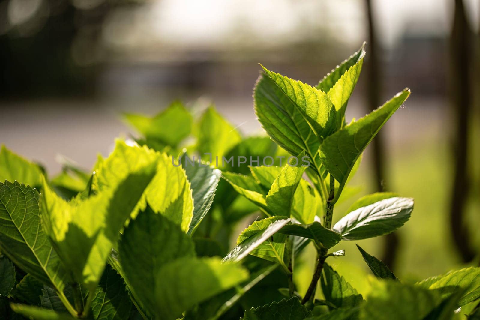 Verdant Velvet: A Close Up of Lush Green Leaves by pippocarlot