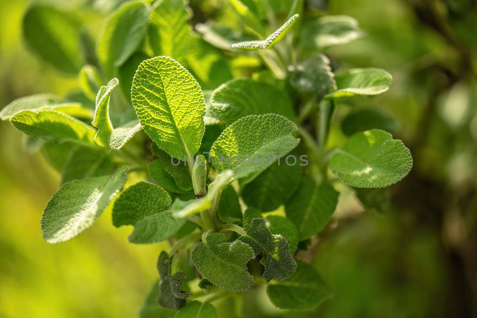 Sage Herb Leaf Detail by pippocarlot