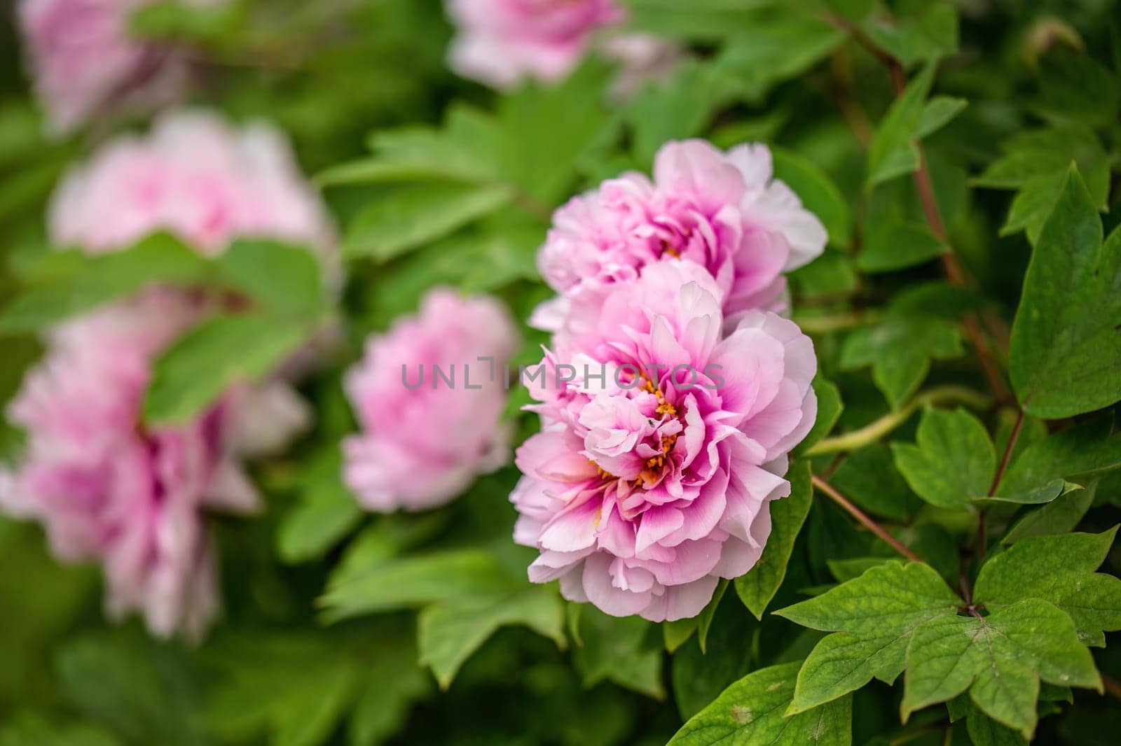 Moutan Peony Flower Bloom by pippocarlot