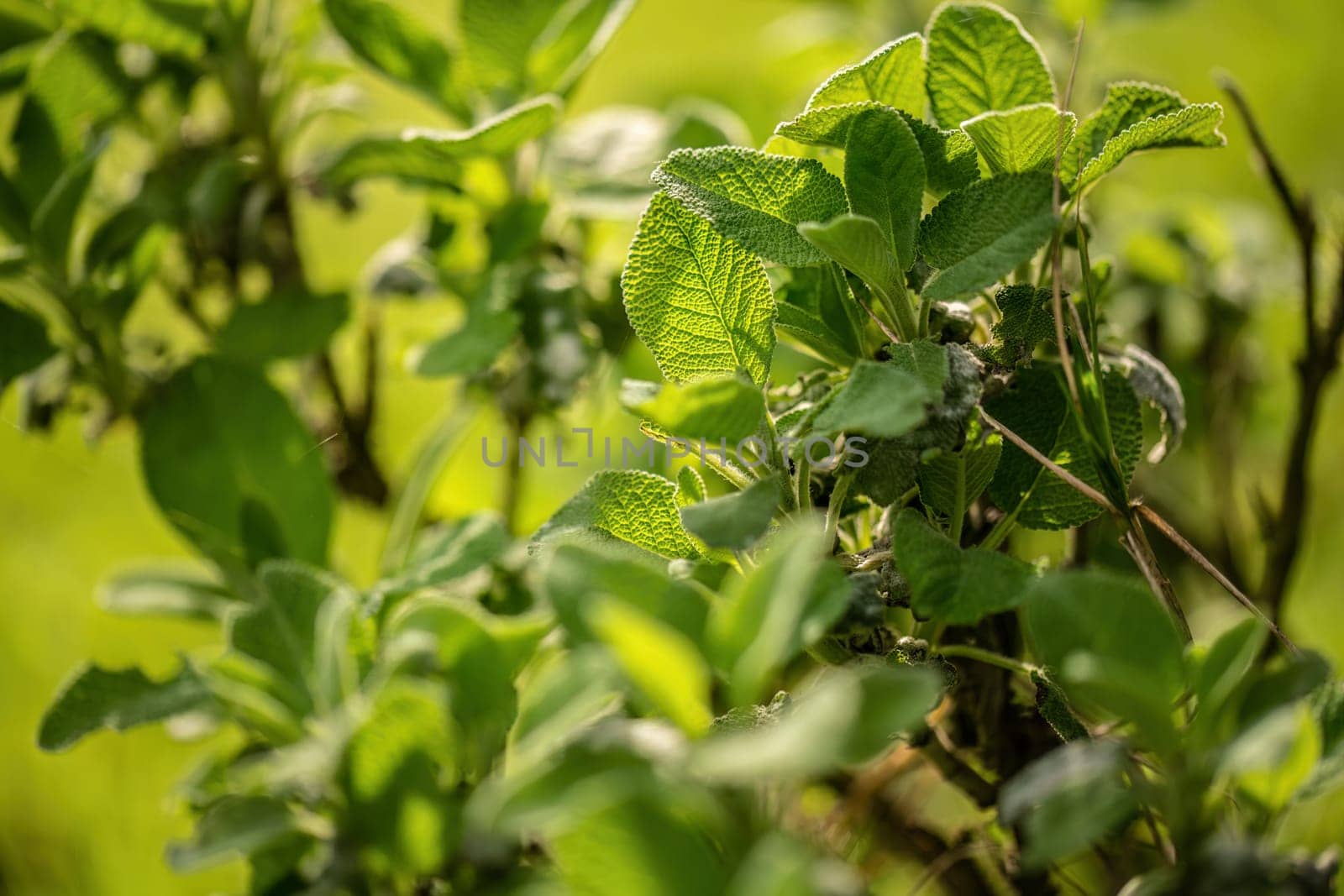 Close-up view of sage leaves, emphasizing the textured details and herbal freshness.