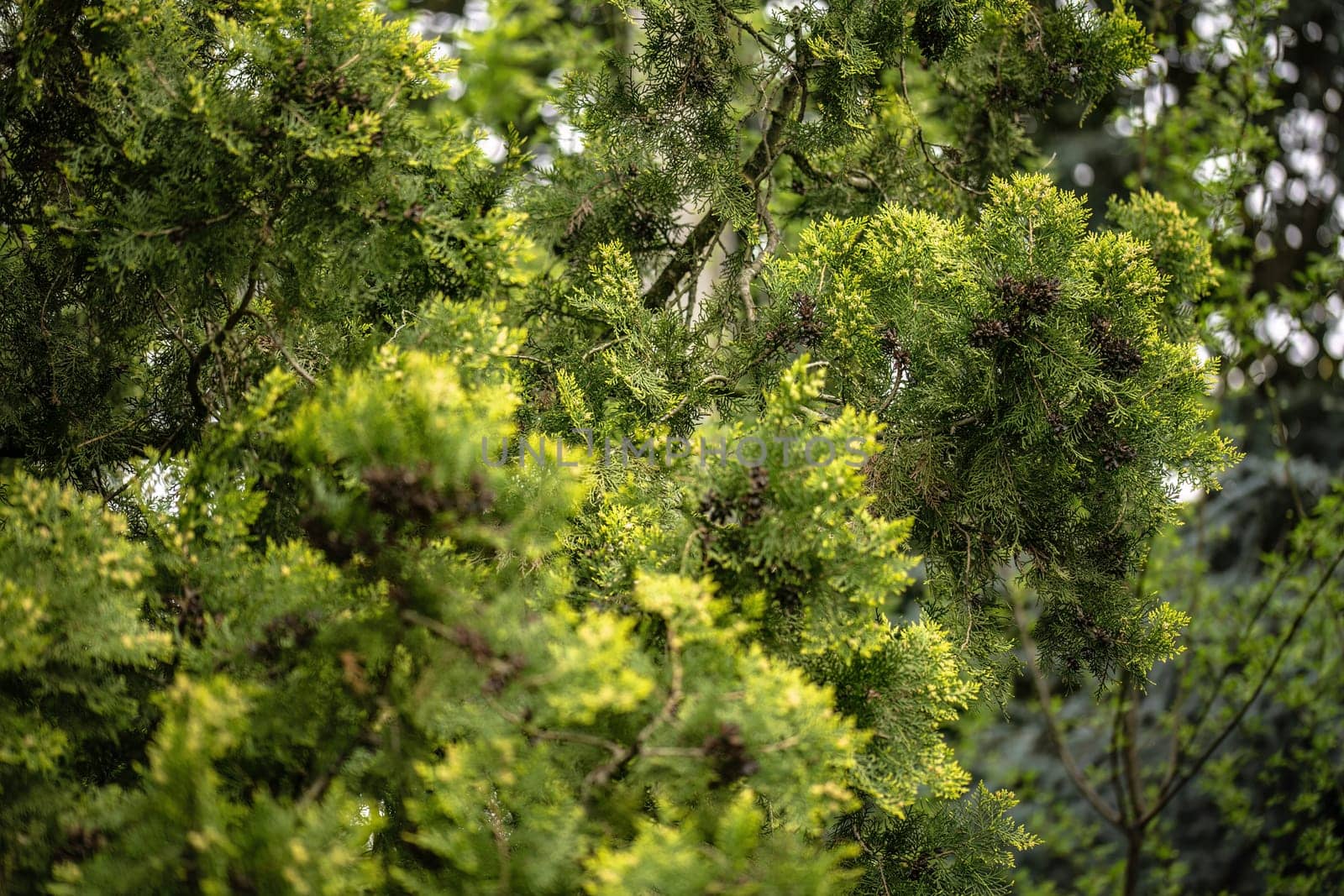 A mesmerizing view of a cluster of tall, majestic trees standing together in harmony, creating a natural fortress of greenery and tranquility.