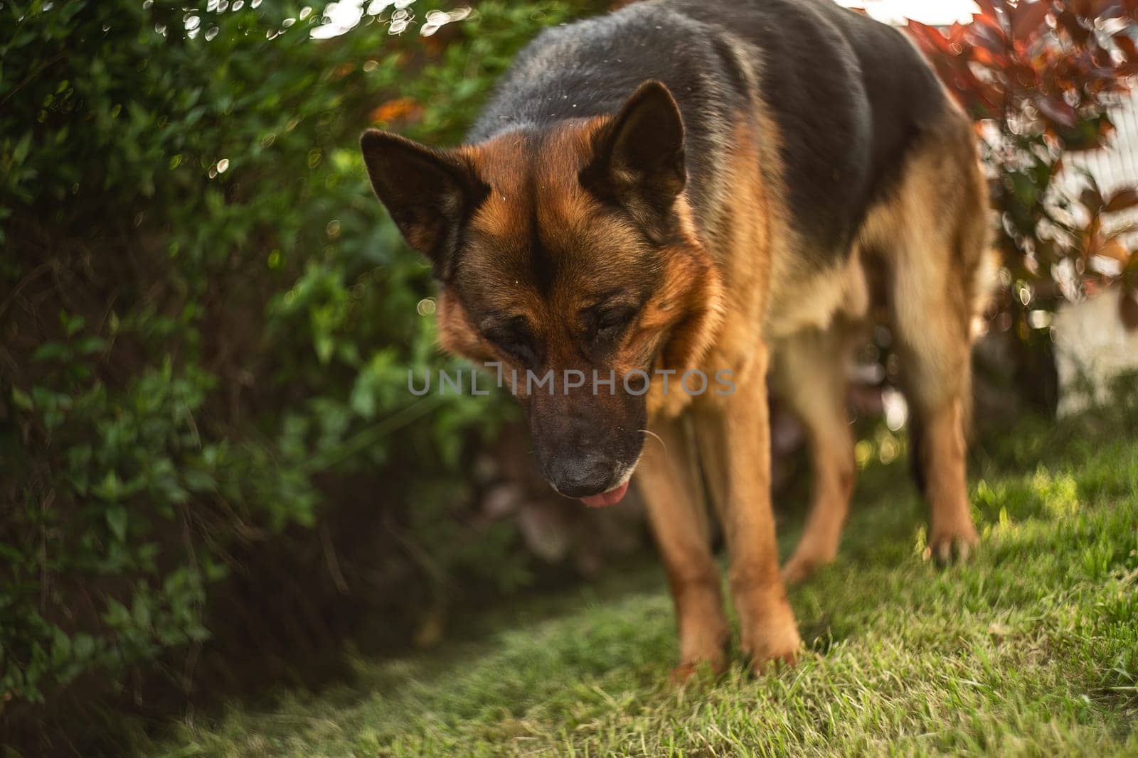 Adorable German Shepherd playing in the garden at sunset with golden sunlight bathing the scene.