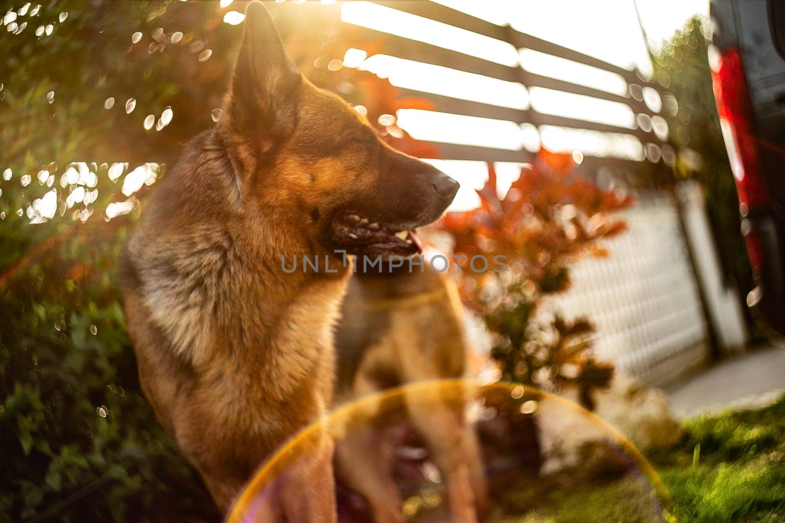 Adorable German Shepherd playing in the garden at sunset with golden sunlight bathing the scene.