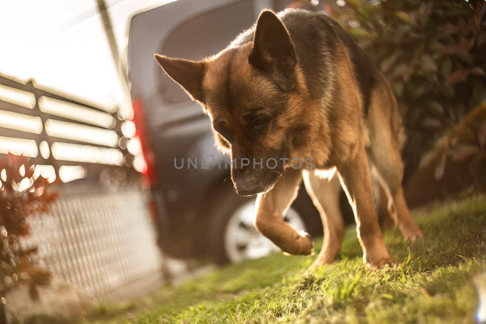 Adorable German Shepherd playing in the garden at sunset with golden sunlight bathing the scene.