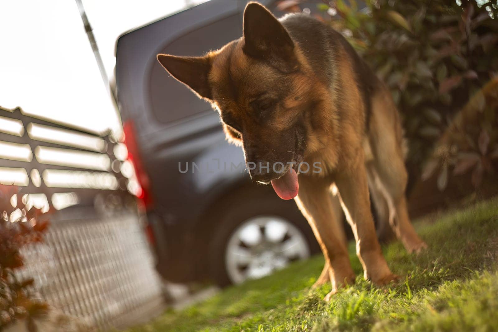 Adorable German Shepherd playing in the garden at sunset with golden sunlight bathing the scene.