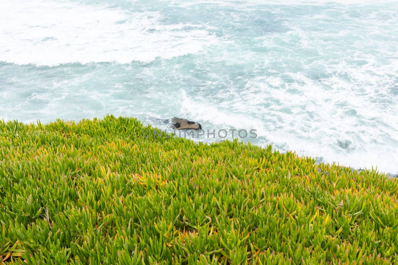 Coronado Beach. Sea or Ocean Waves along Green Grass, Plant on Pacific coast line in San Diego, USA, California. Wallpaper, Scenic Backdrop. Horizontal Plane. by netatsi