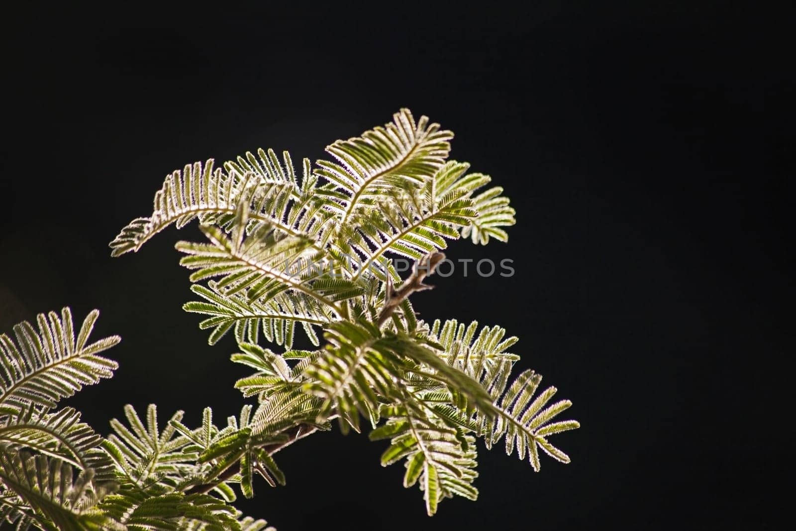 Bright sunlt Acacia leaves against a black background