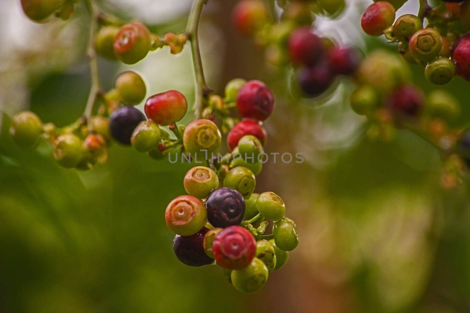 Blueberries (Vaccinium caesariense) naturally ripening on the plant