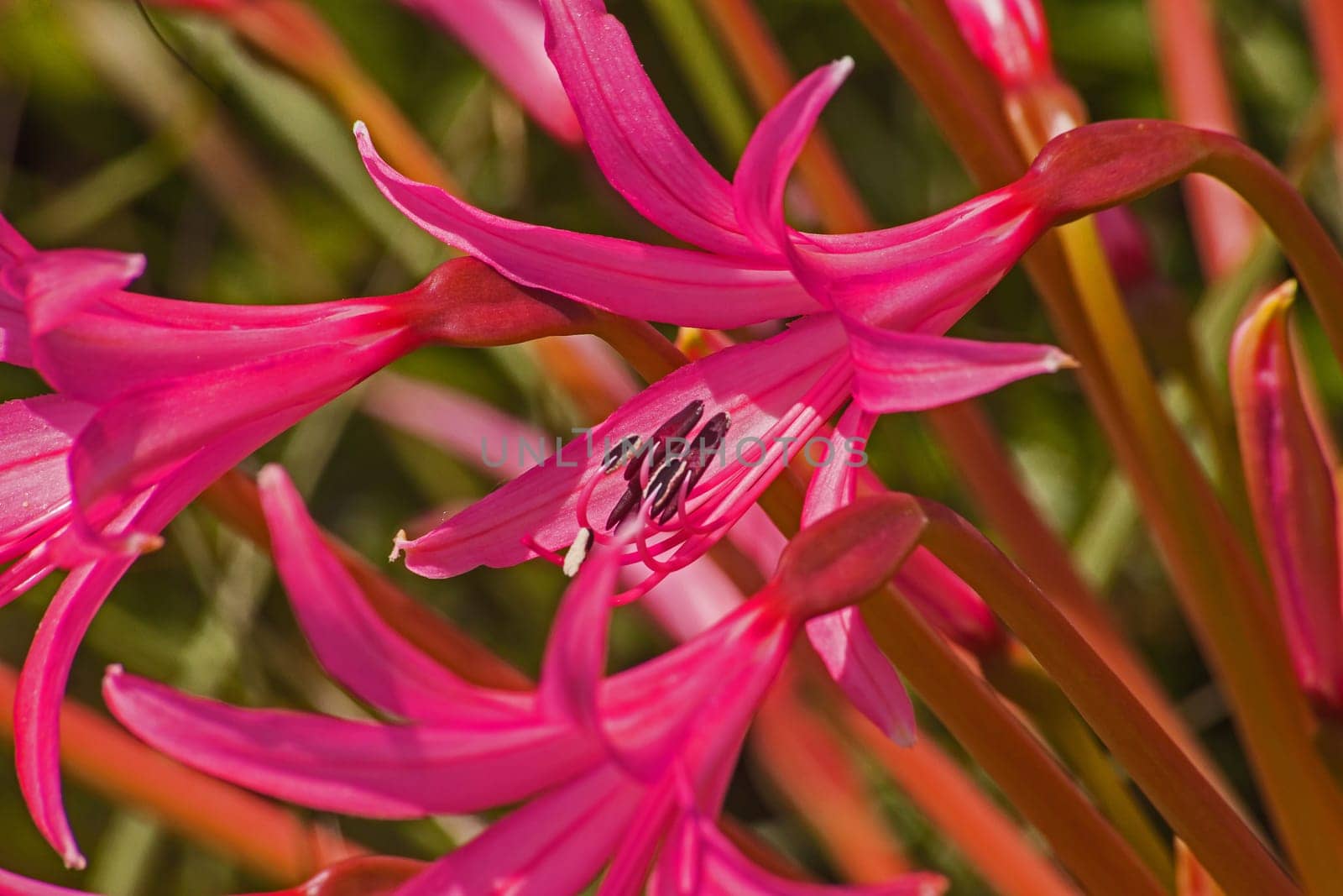 Nerine laticoma flowers 15334 by kobus_peche