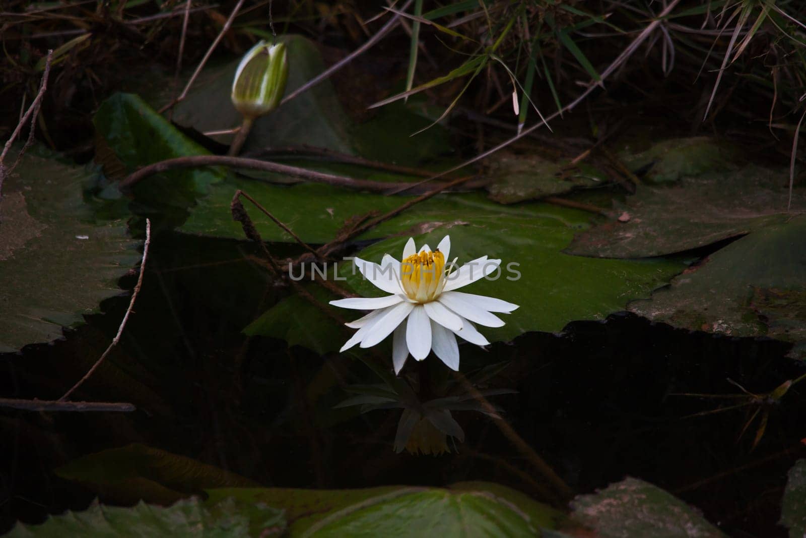 A single white flower of the Nymphaea nouchali var caerulea water lily in Kruger National Park South Africa
