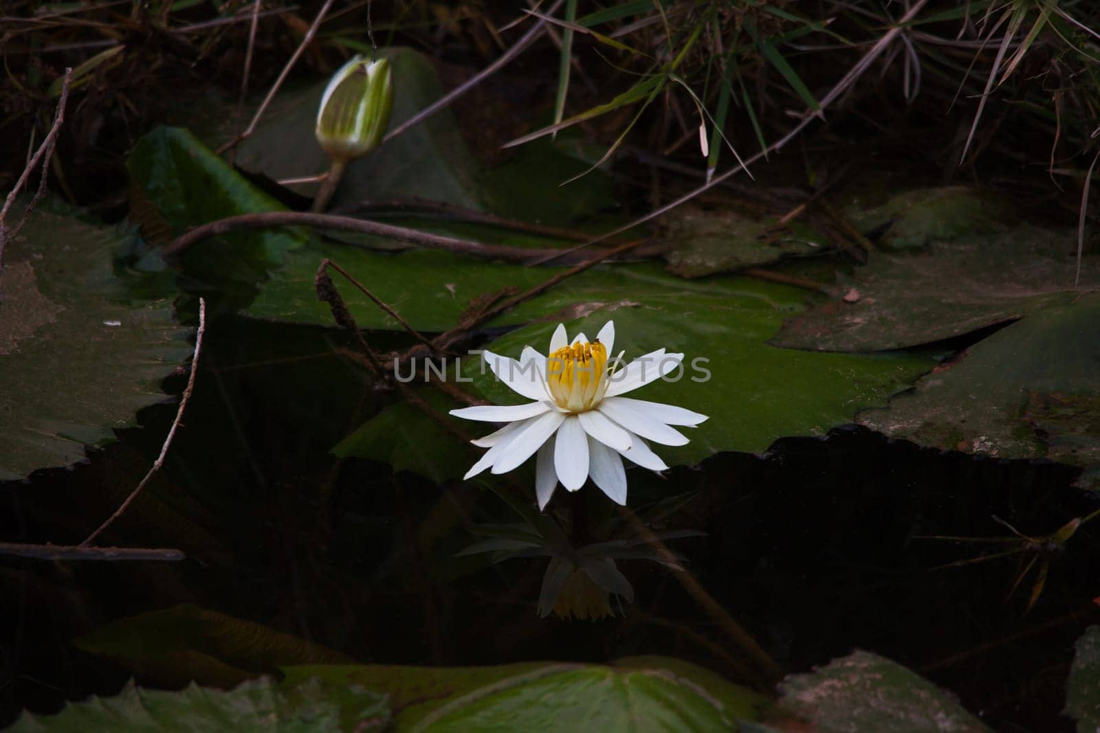 White Nymphaea nouchali 14821 by kobus_peche