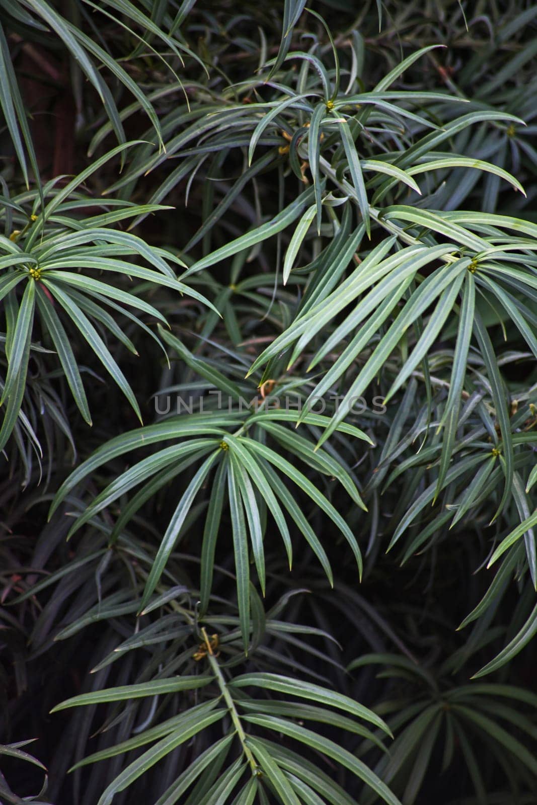 Yellowwood (Podocarpus henkeli) leaves 14701 by kobus_peche