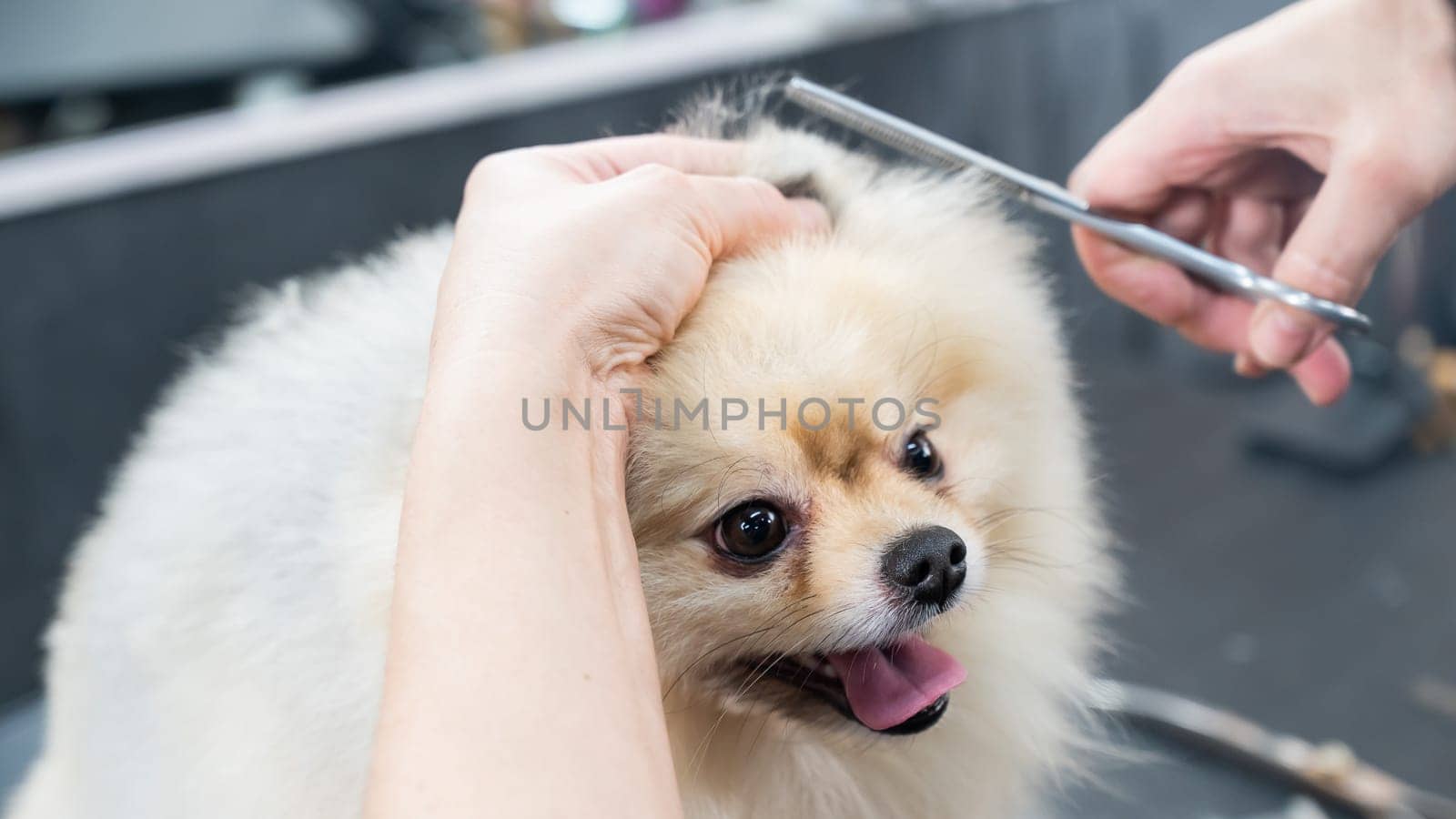 A woman makes a pomeranian haircut with scissors. Spitz dog in a grooming salon