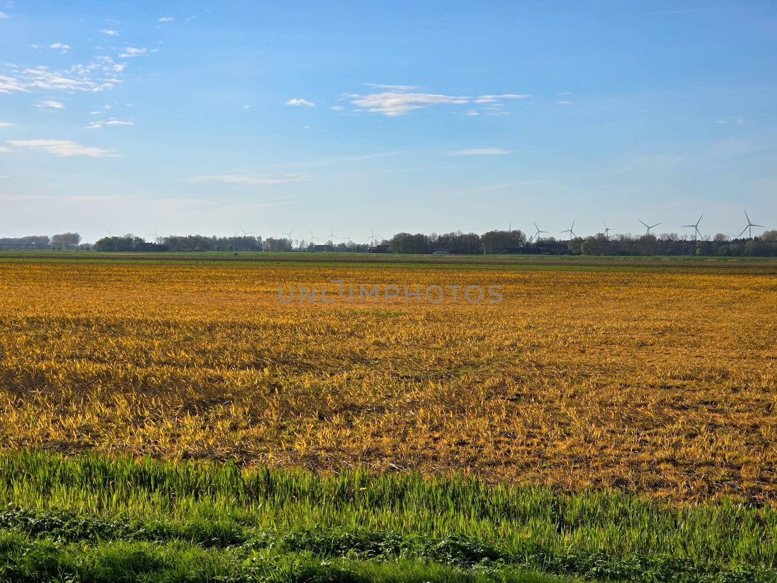 Glyphosate on farmland in the Netherlands, Effect of glyphosate herbicide sprayed on grass weeds by fokkebok
