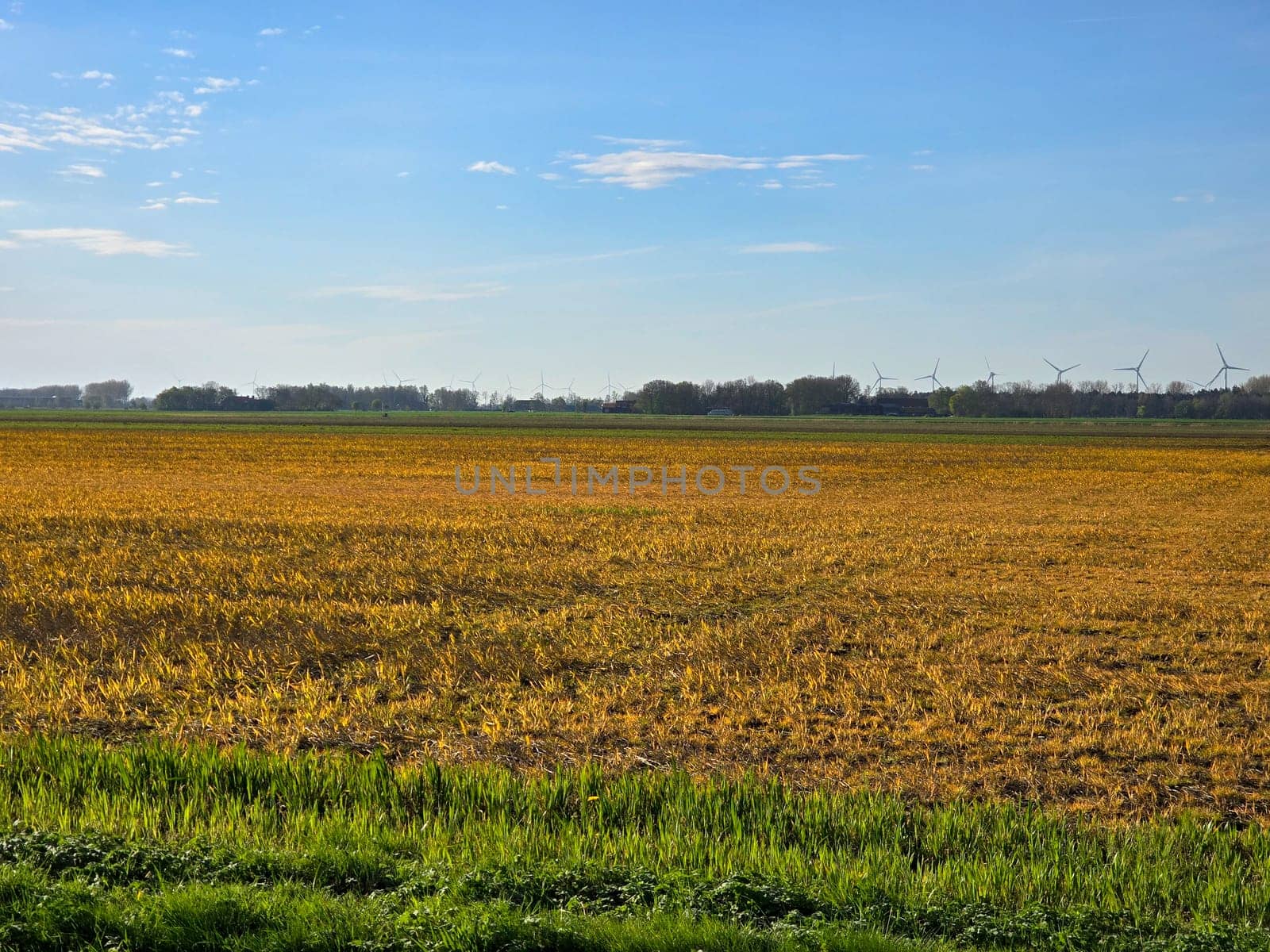 Glyphosate on farmland in the Netherlands, Effect of glyphosate herbicide sprayed on grass weeds prepare for new farm season on agriculture field