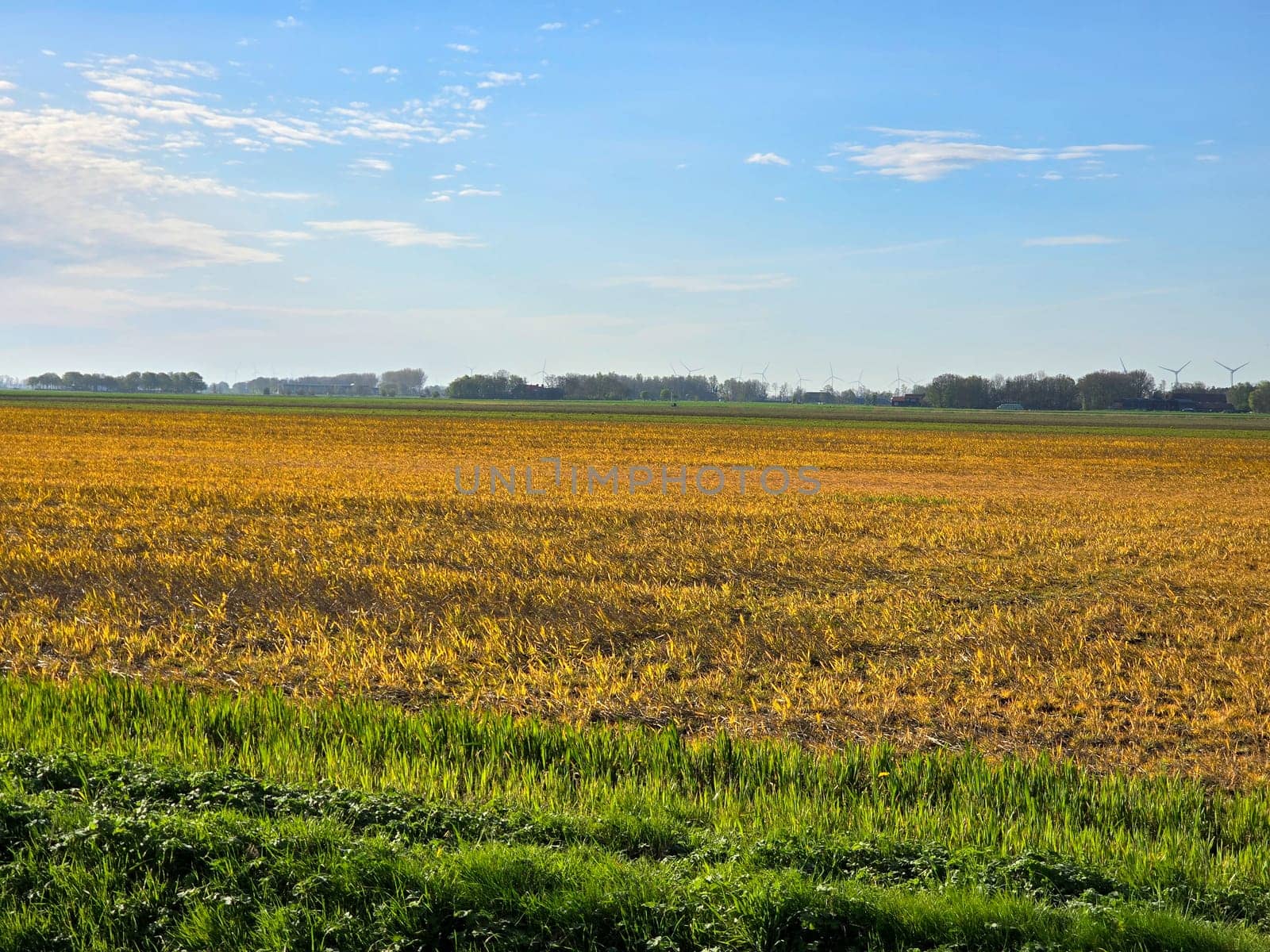 Glyphosate on farmland in the Netherlands, Effect of glyphosate herbicide sprayed on grass weeds by fokkebok