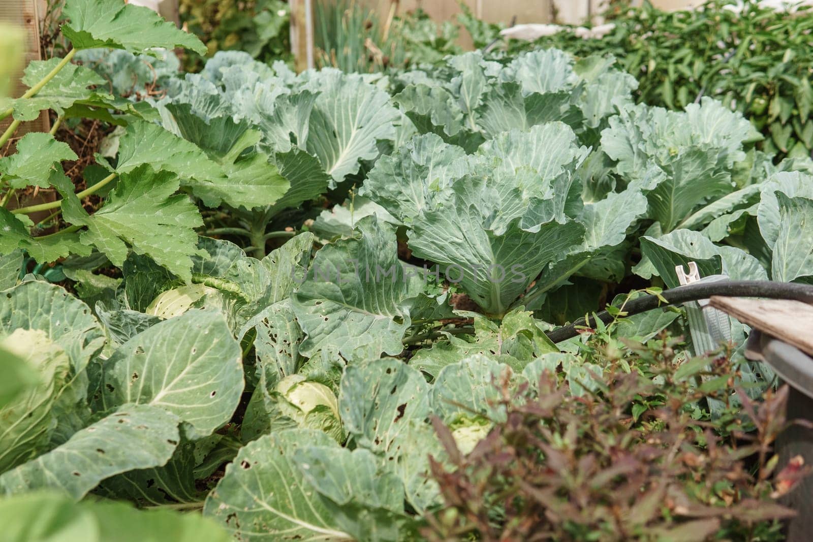 Cabbage grows in the garden. Harvesting cabbage. Life in the village