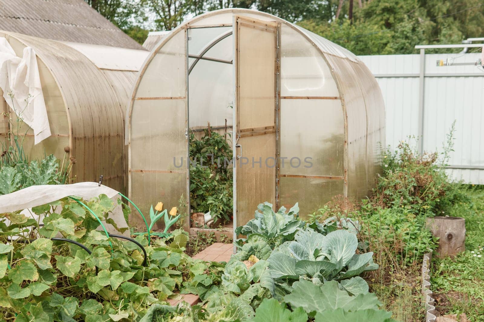 Large greenhouses for growing homemade vegetables. The concept of gardening and life in the country. by Annu1tochka