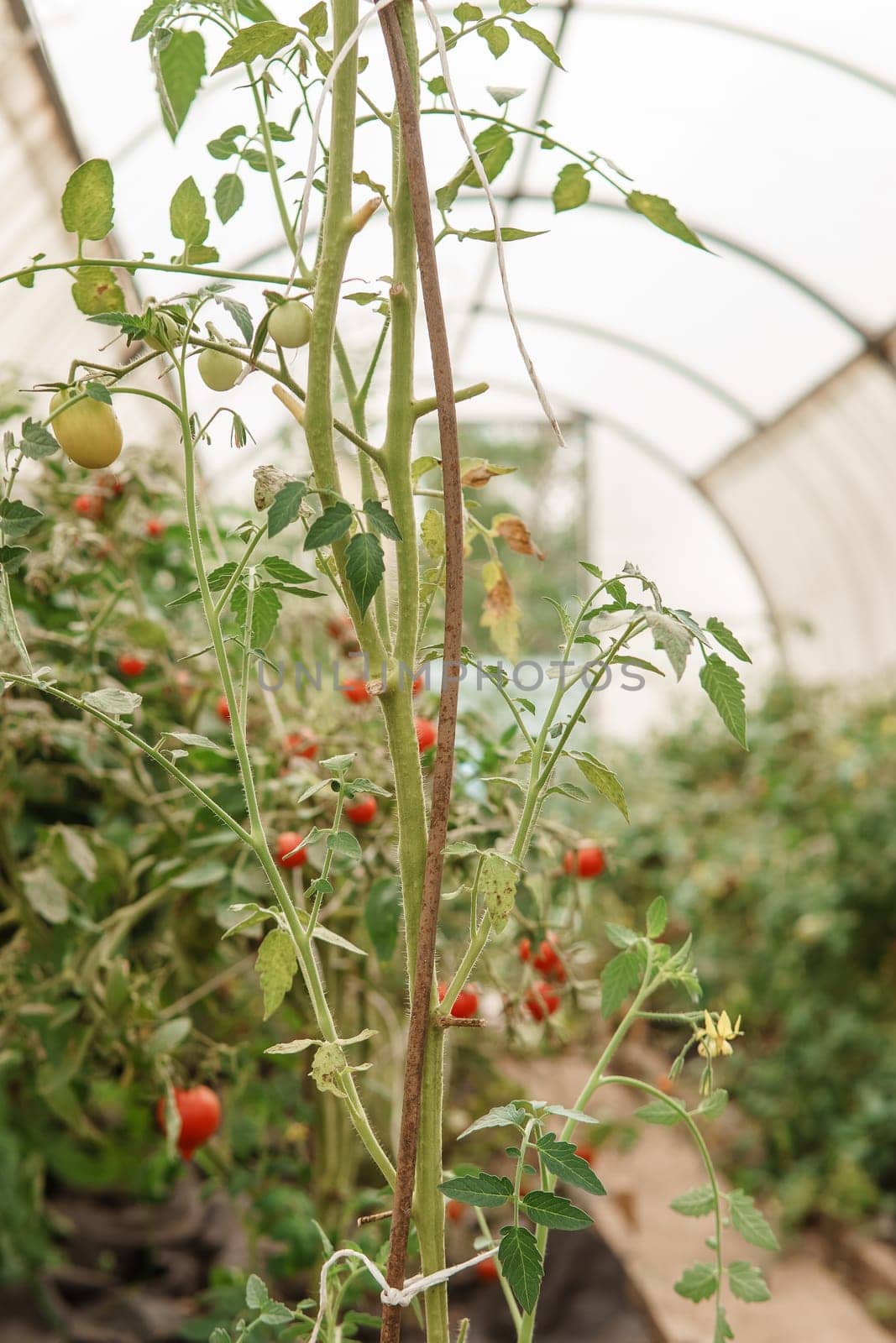 Tomatoes are hanging on a branch in the greenhouse. The concept of gardening and life in the country. A large greenhouse for growing homemade tomatoes. by Annu1tochka