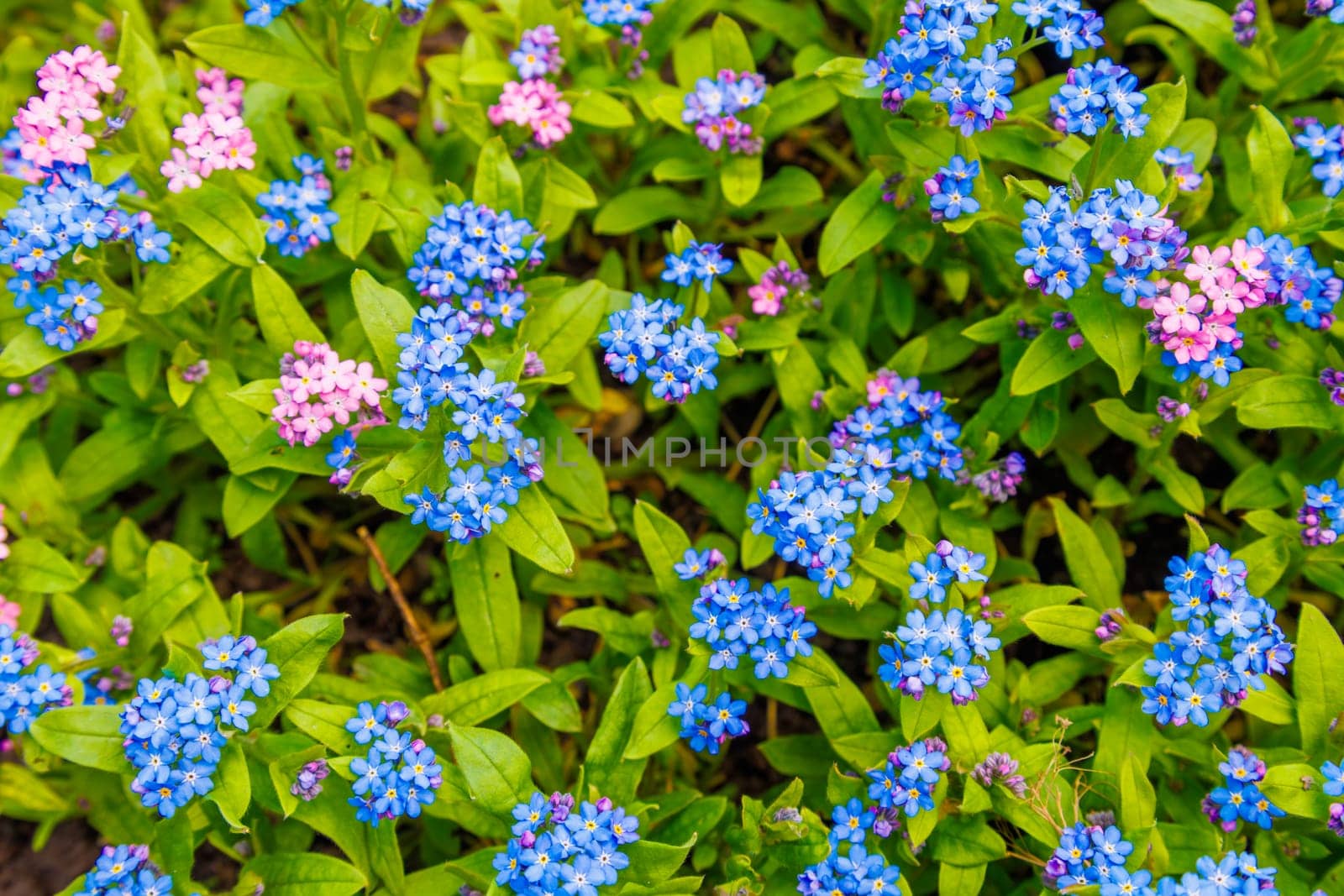 Electric blue and pink garden forget-me-not flowers amidst green leaves by z1b