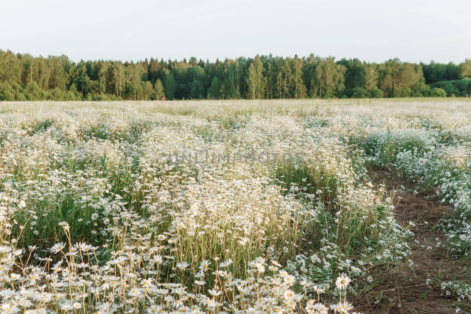 A spacious chamomile field in summer. A large field of flowering daisies. The concept of agriculture and the cultivation of useful medicinal herbs