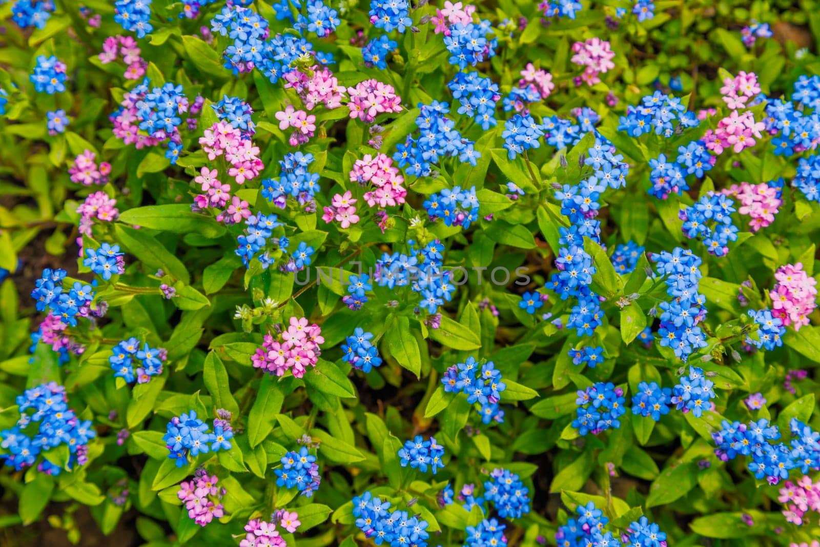 Blue and pink garden forget-me-not Myosotis scorpioides flowers amidst green leaves. An array of flowers creating a full-frame background and texture with high angle view.