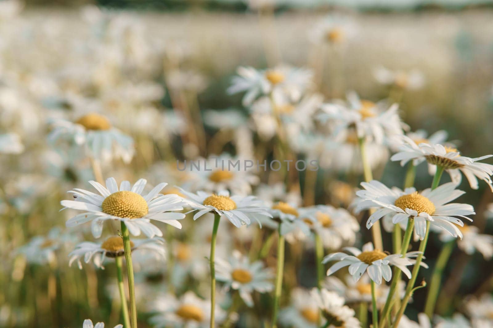 Chamomile flowers in close-up. A large field of flowering daisies. The concept of agriculture and the cultivation of useful medicinal herbs. by Annu1tochka