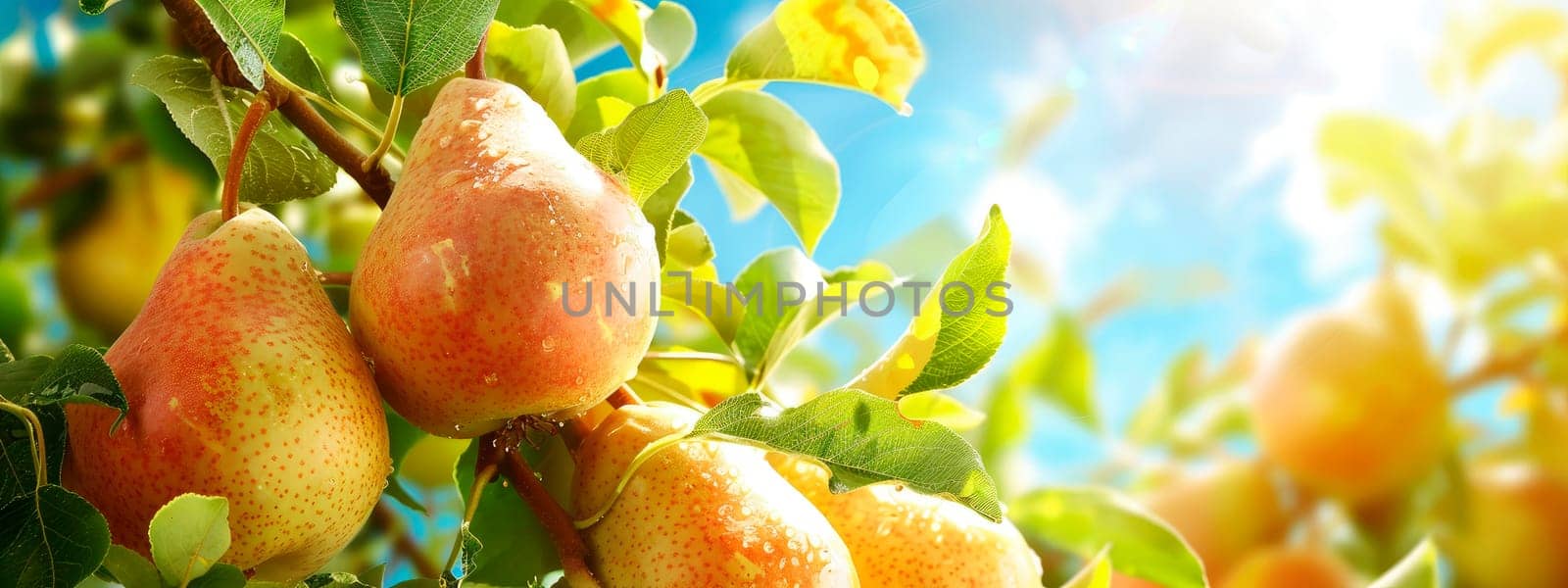 Pear harvest in the garden. selective focus. by yanadjana