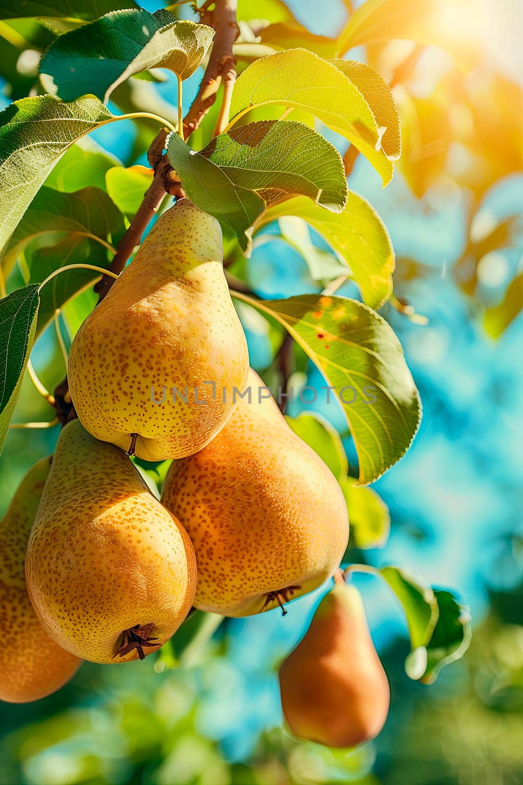 Pear harvest in the garden. selective focus. by yanadjana