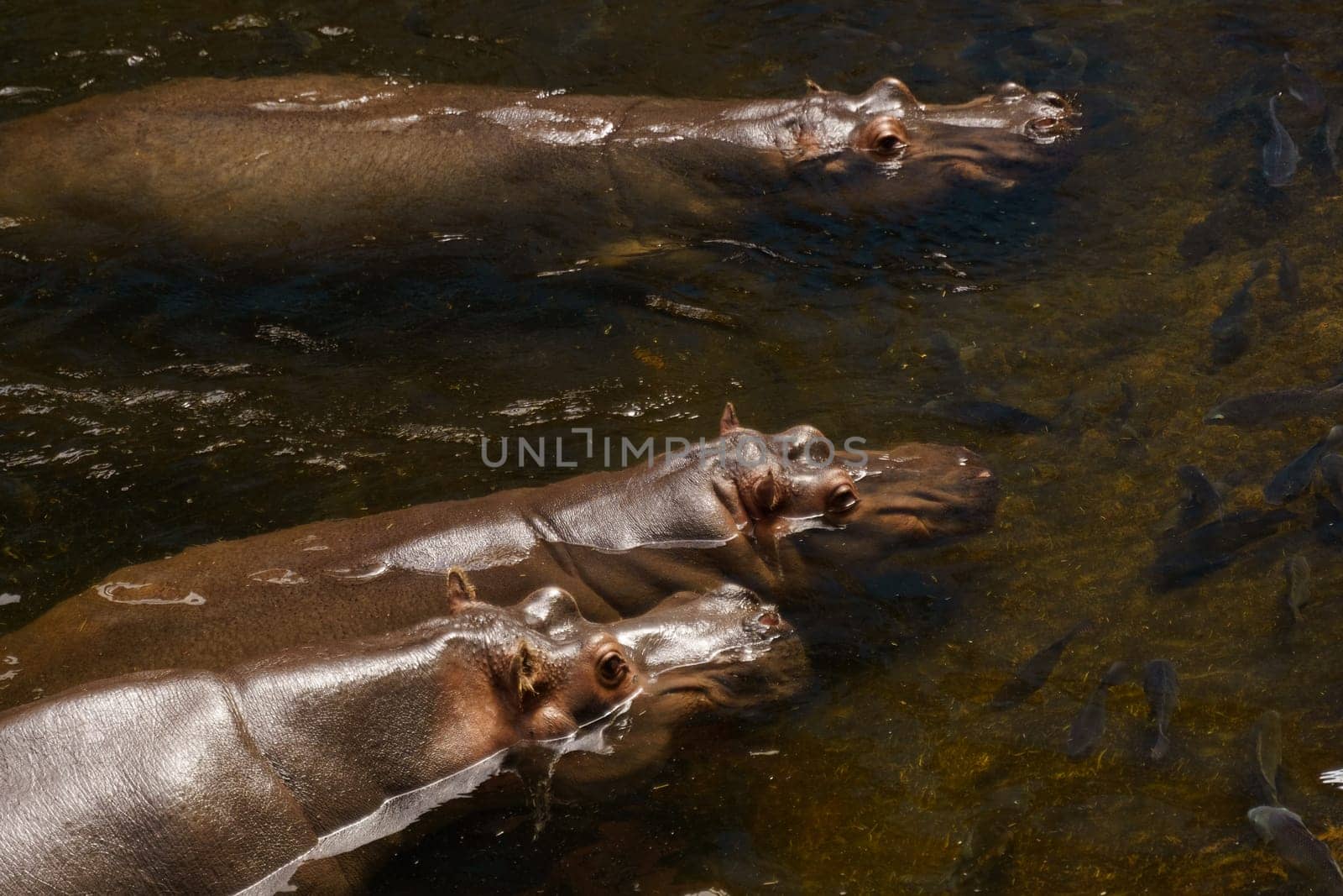Three hippopotamuses, large aquatic mammals, swim in a body of water, their bodies partially submerged, only their heads visible.