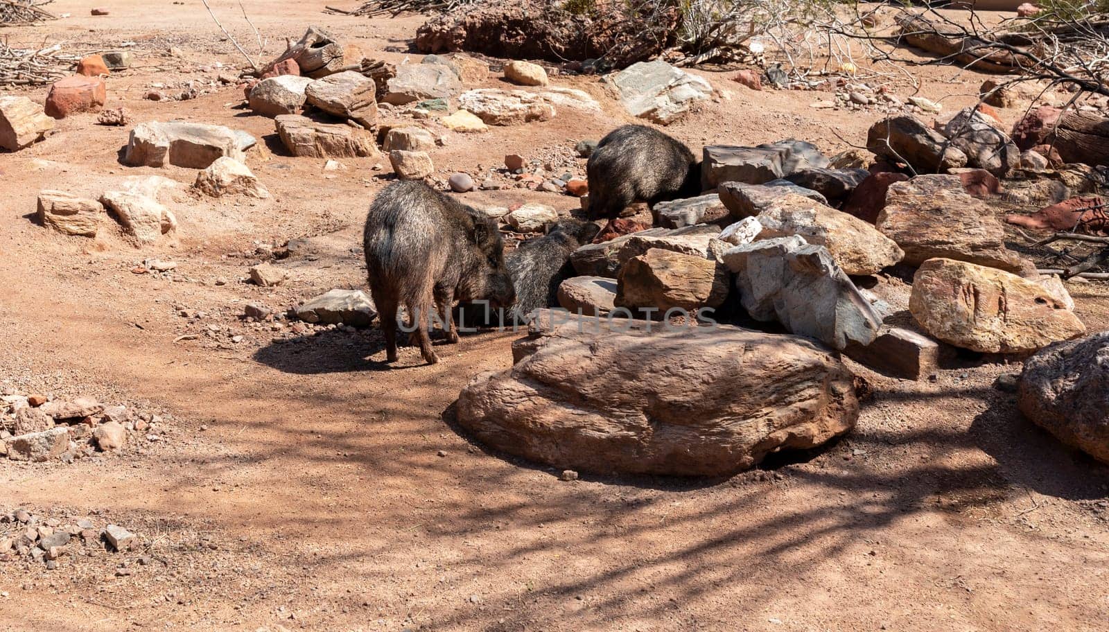 A Group Of Peccary Or Javelina Family In Desert. A Pig-like Ungulate Of The Family Tayassuidae. Wild Pig, Hoofed Mammals In Nature. Wildlife. Horizontal Plane by netatsi
