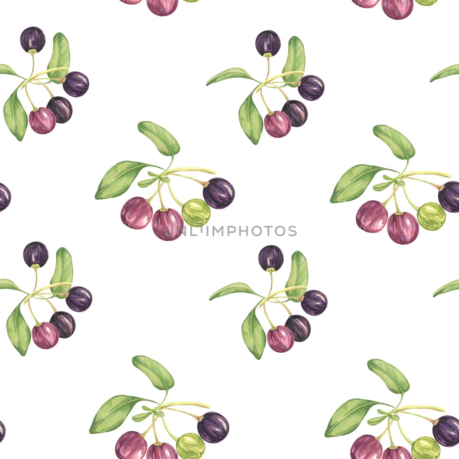 Seamless pattern with maqui berries and leaves. Hand drawn watercolor illustration of Chilean wineberry plant isolated on white background. Aristotelia chilensis design elements for printing,packaging, food supplements, apparel, textile,cards