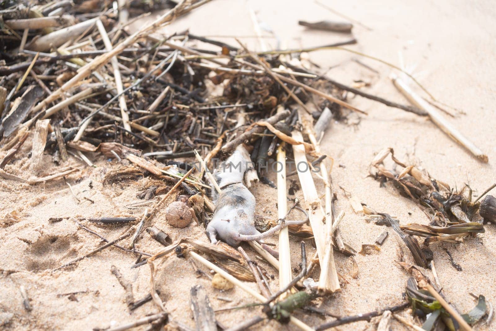 Closeup of dead rat on sandy beach amidst pollution and garbage by andreonegin