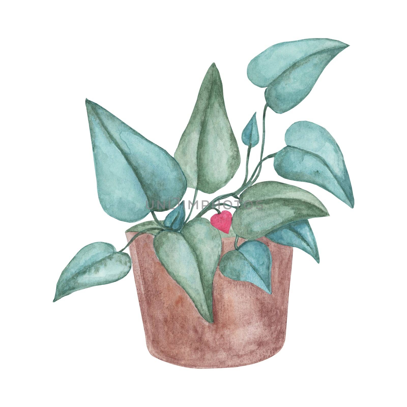 Heart fern plant in watercolor by Fofito