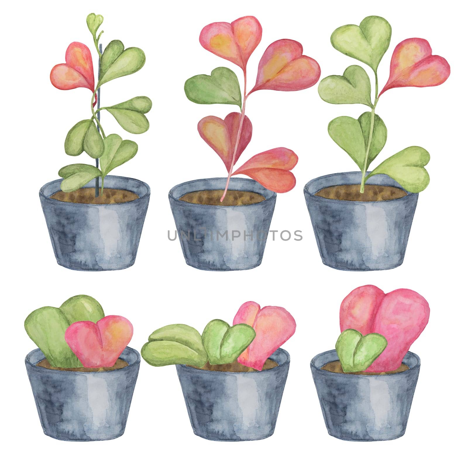 Six hoya kerrii plants in watercolor by Fofito