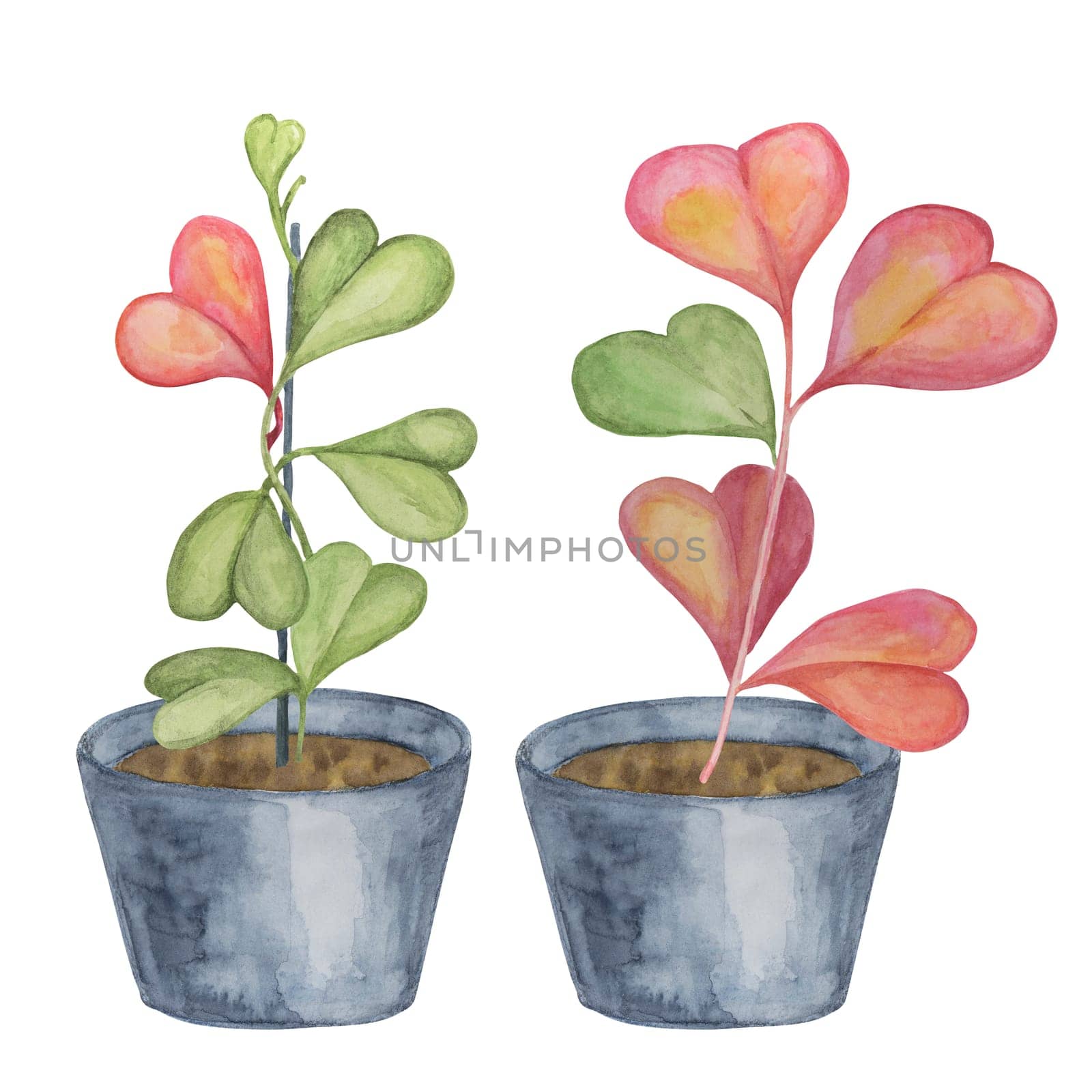 Two pots of hoya kerrii plants in watercolor. Pink, green sweetheart love plant in a pot clipart isolated on white background. Mothers, Fathers day hand drawn design for printing, cards, gift wrapping