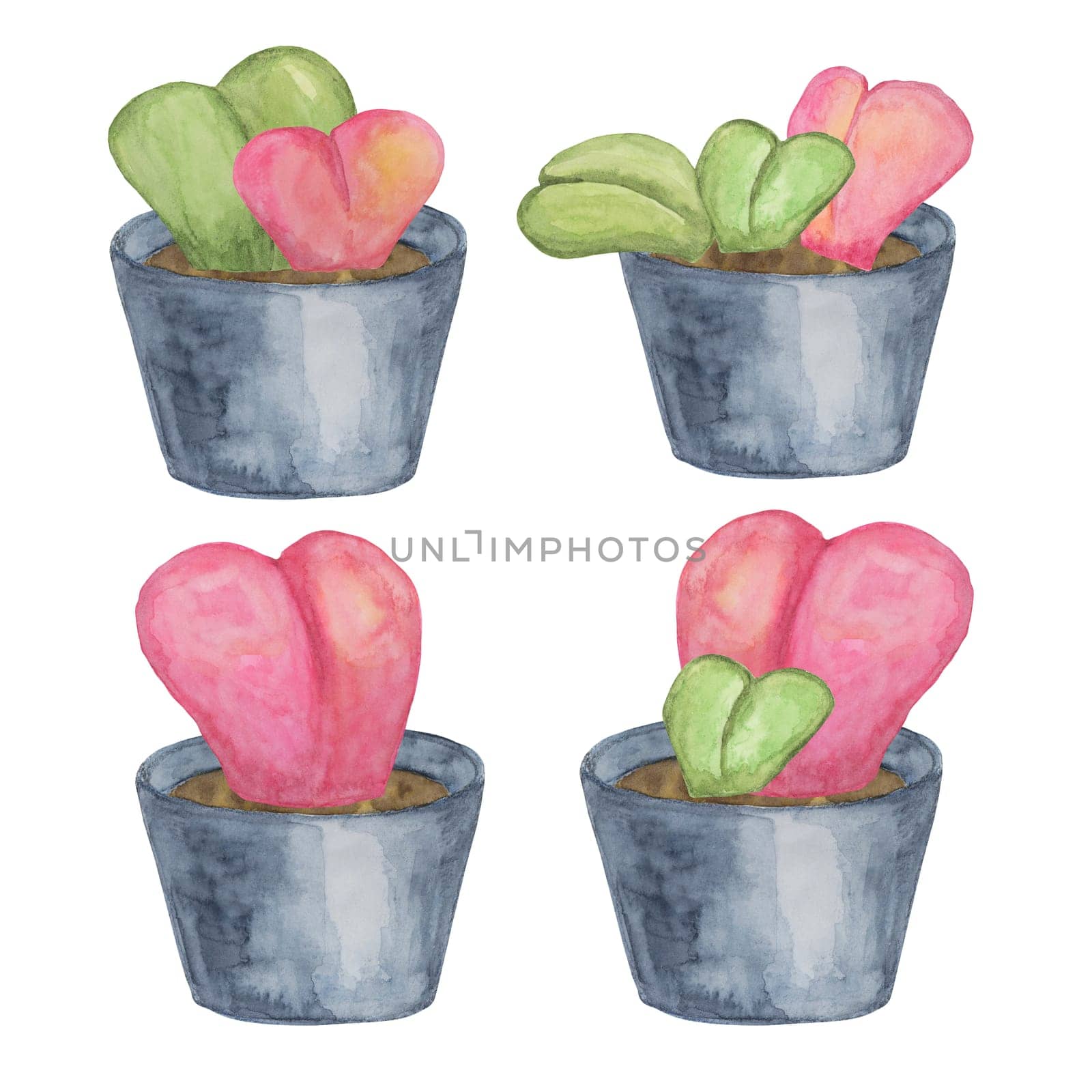 Four sweetheart hoya plants in watercolor. Pink, green Hoya kerrii love plants in a pot clipart isolated on white background. Mothers, Fathers day hand drawn design for printing, cards, gift wrapping